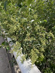 Ligustrum lucidum