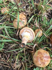 Suillus cothurnatus