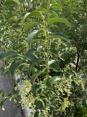 Ligustrum lucidum
