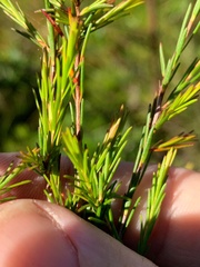 Ochrosperma lineare