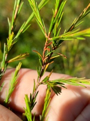 Ochrosperma lineare