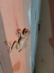 Osteopilus septentrionalis