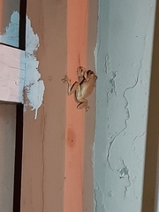 Osteopilus septentrionalis