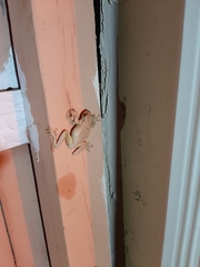 Osteopilus septentrionalis