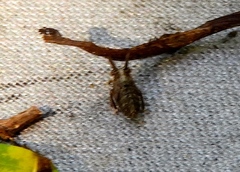 Megophthalminae