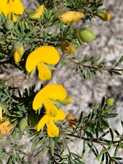 Gompholobium virgatum