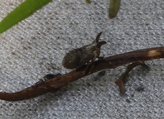 Megophthalminae