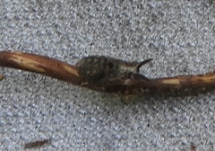 Megophthalminae