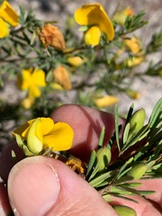 Gompholobium virgatum