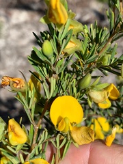 Gompholobium virgatum