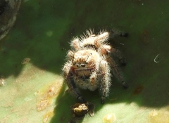 Phidippus maddisoni