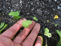 Ipomoea minutiflora