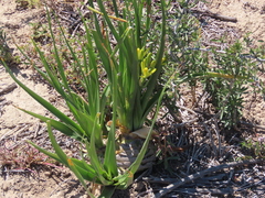 Albuca tortuosa