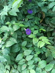 Thunbergia erecta