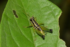 Eusitalces vittatus