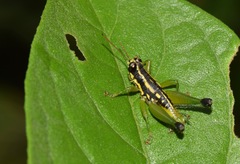 Eusitalces vittatus