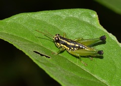 Eusitalces vittatus