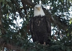 Haliaeetus leucocephalus