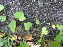 Ipomoea minutiflora