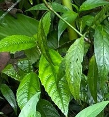 Magnoliopsida