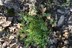 Cymopterus hallii