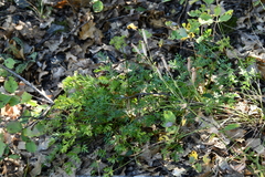 Cymopterus hallii