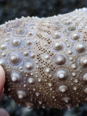 Strongylocentrotus purpuratus
