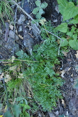 Cymopterus hallii