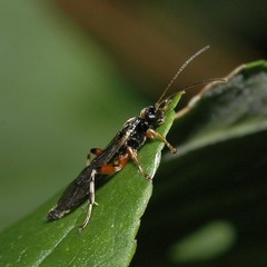 Itoplectis