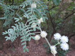 Mimosa malacophylla
