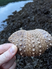 Strongylocentrotus purpuratus