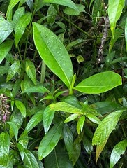 Magnoliopsida