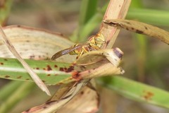 Polistes