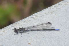 Argia immunda