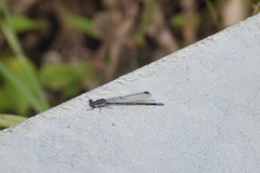 Argia immunda