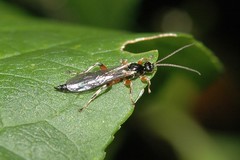 Itoplectis