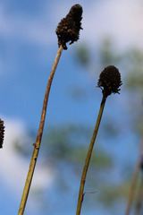 Rudbeckia maxima