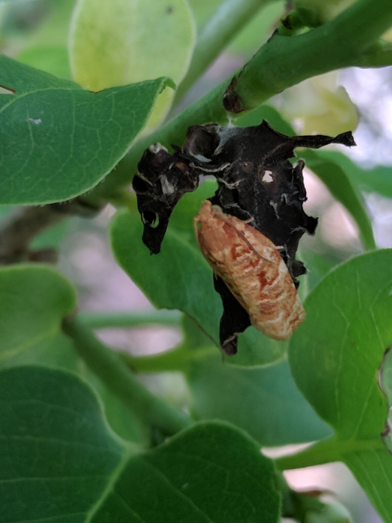 Georgia Archips Moth