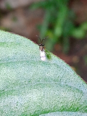 Eucharitinae