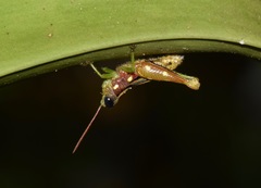 Syntomacris guttulosa