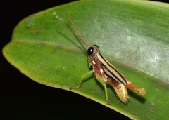 Syntomacris guttulosa