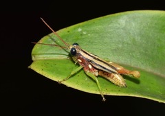Syntomacris guttulosa