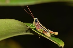 Syntomacris guttulosa