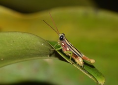 Syntomacris guttulosa