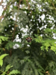 Thelacantha