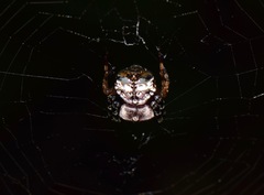 Aspidolasius branicki