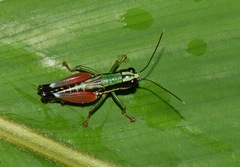 Nadiacris nitidula