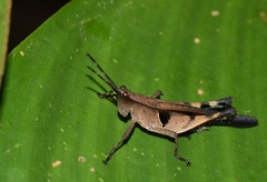 Xiphiola cyanoptera
