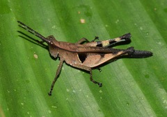 Xiphiola cyanoptera