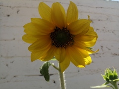 Helianthus annuus